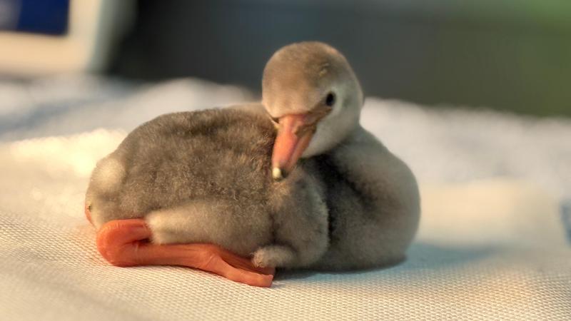 “Effetto Rosa”, quando sostenibilità e biodiversità si uniscono al divertimento 