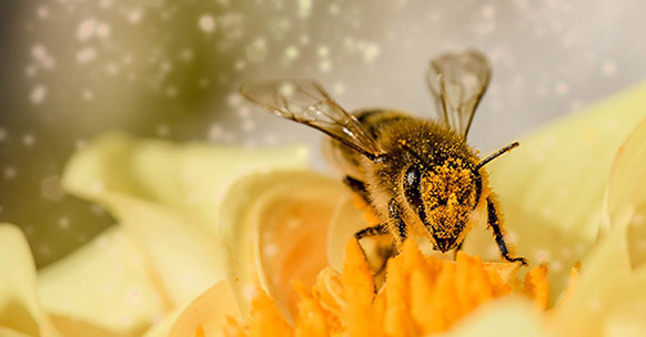 Le api sono davvero a rischio estinzione?
